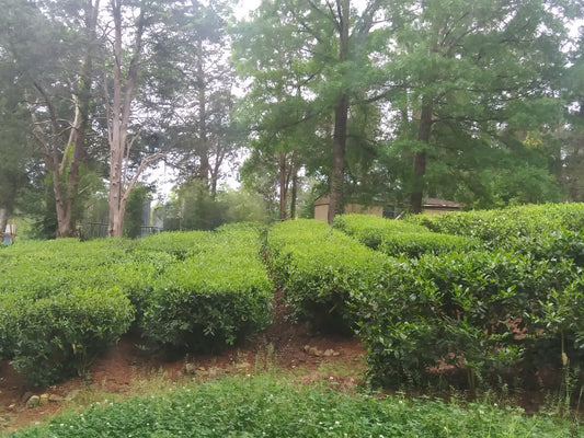 Introduction to the Tea Garden, Summer 2026