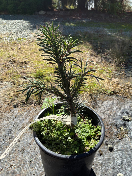 Abies amabilis 'Spreading Star'