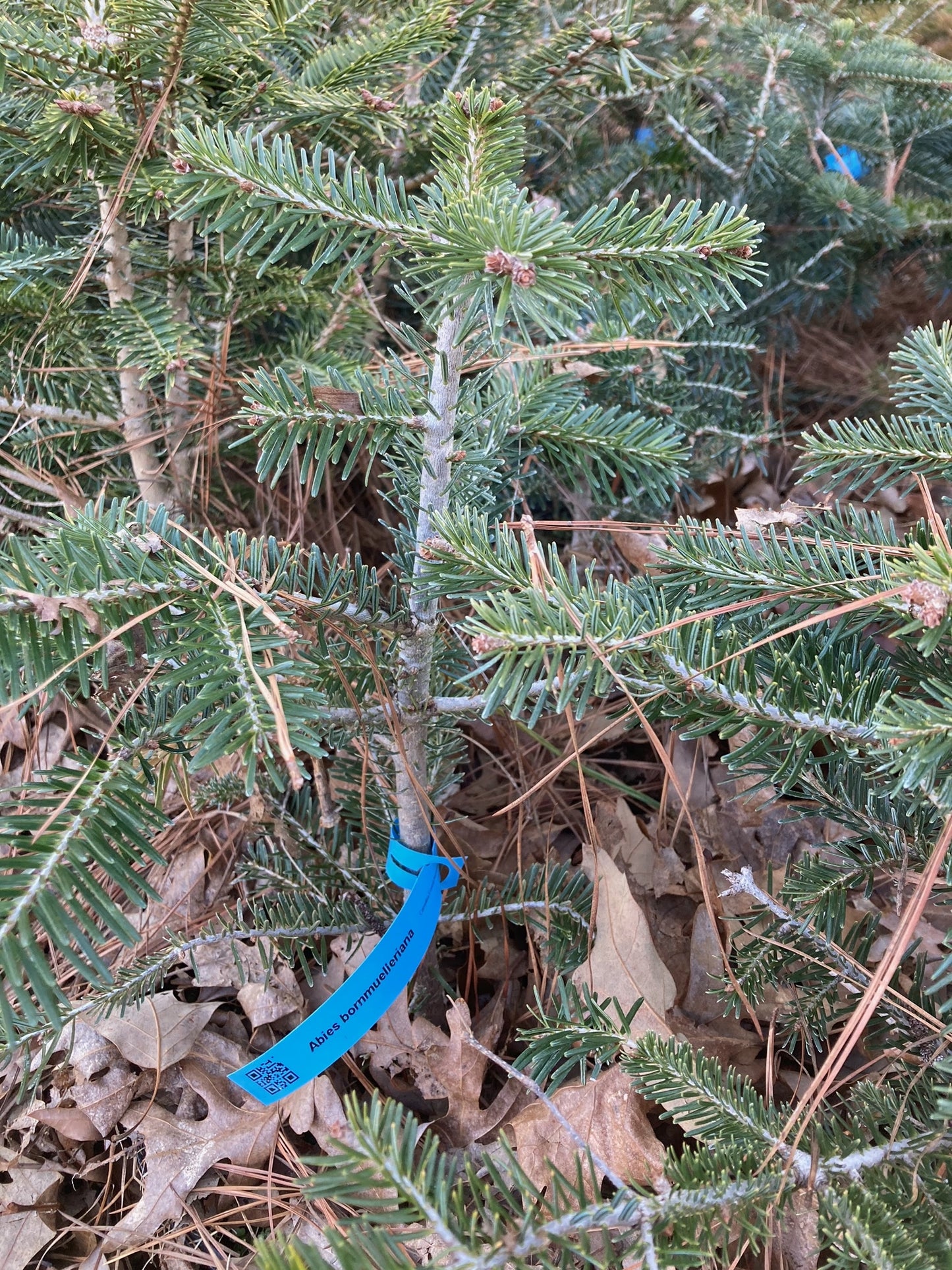 Abies bornmuelleriana, Turkish Fir