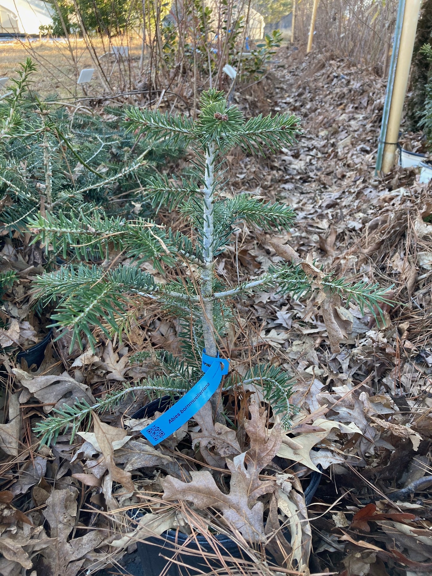 Abies bornmuelleriana, Turkish Fir