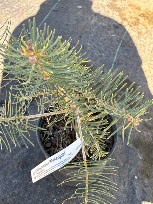Abies concolor 'Wintergold' (firma)