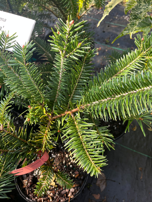 Abies firma 'Halgren'