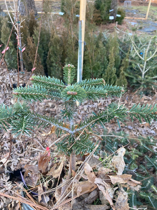 Abies nordmanniana, Nordmann Fir