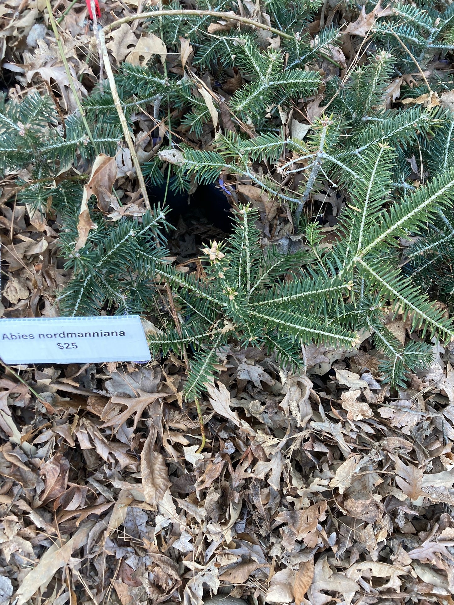 Abies nordmanniana, Nordmann Fir