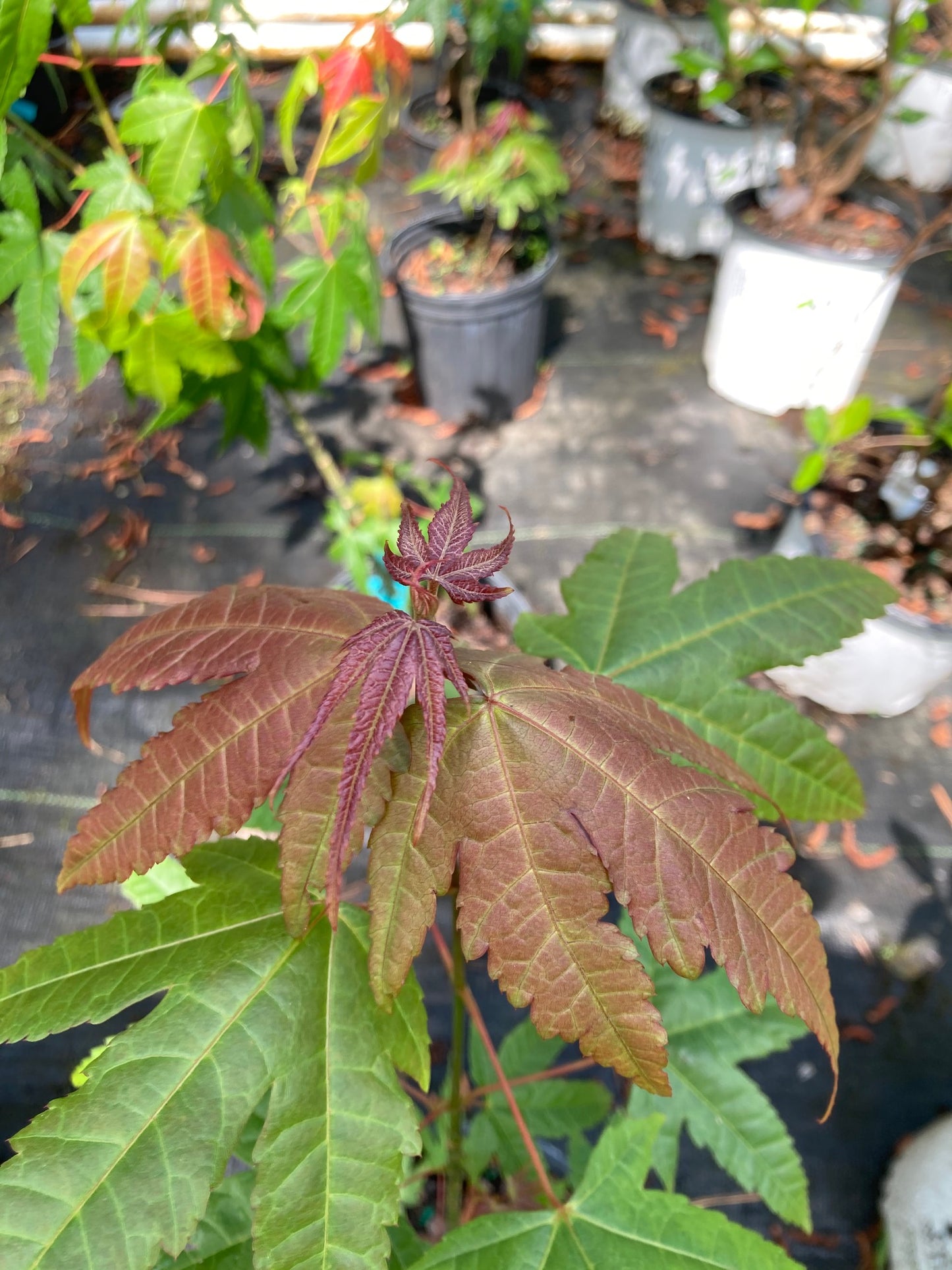 Acer elegantulum, Elegant Maple