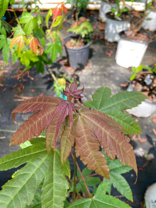 Acer elegantulum, Elegant Maple