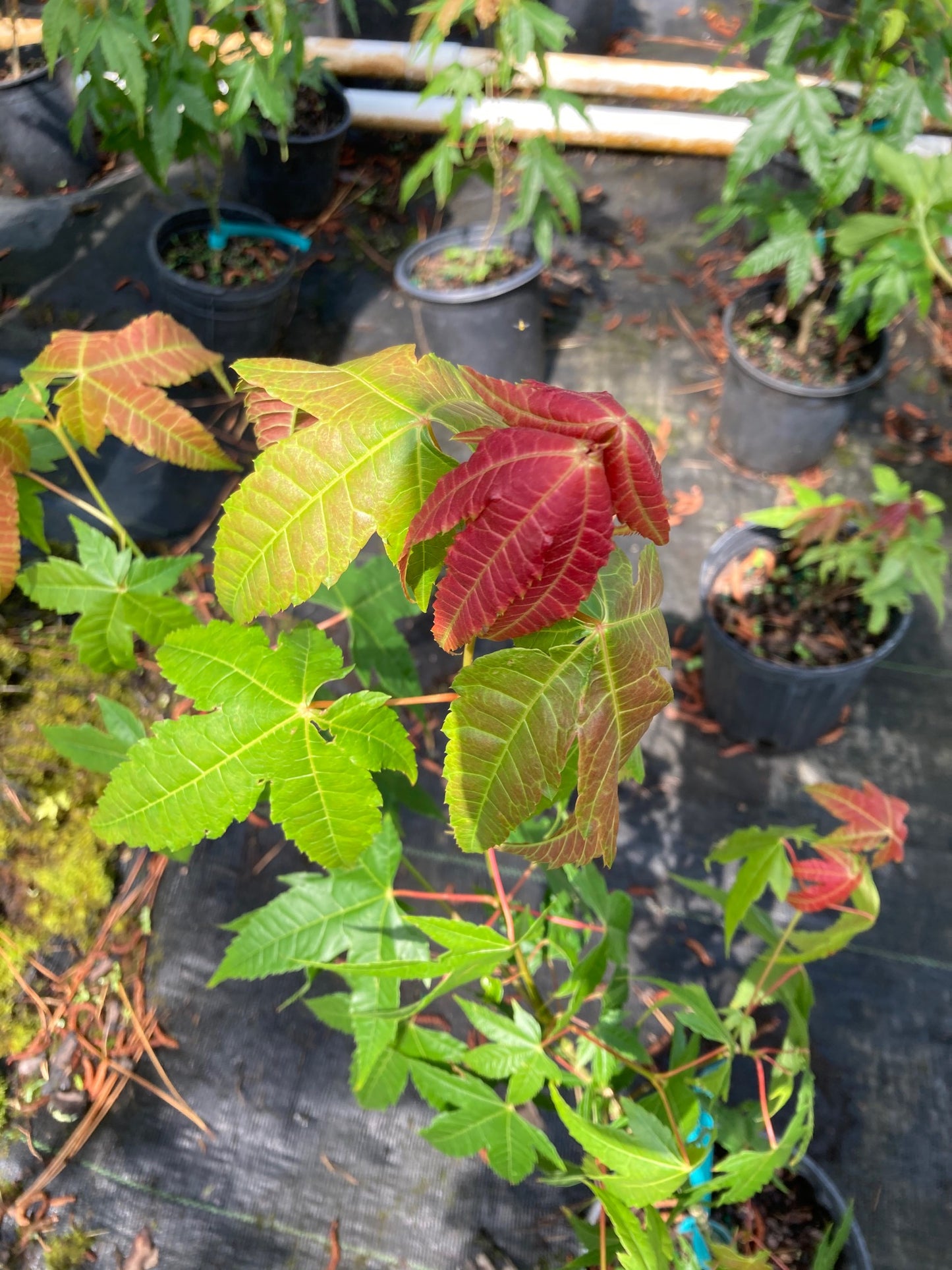 Acer elegantulum, Elegant Maple