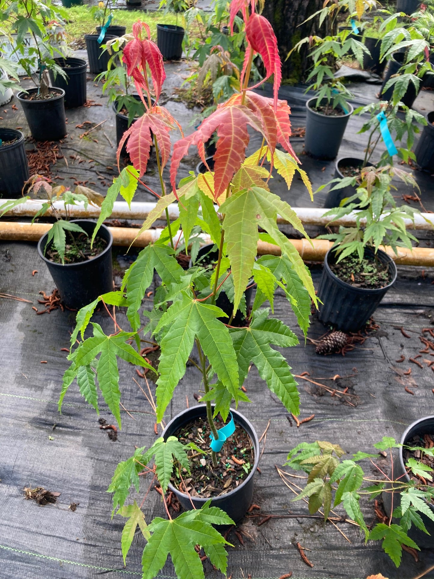 Acer elegantulum, Elegant Maple