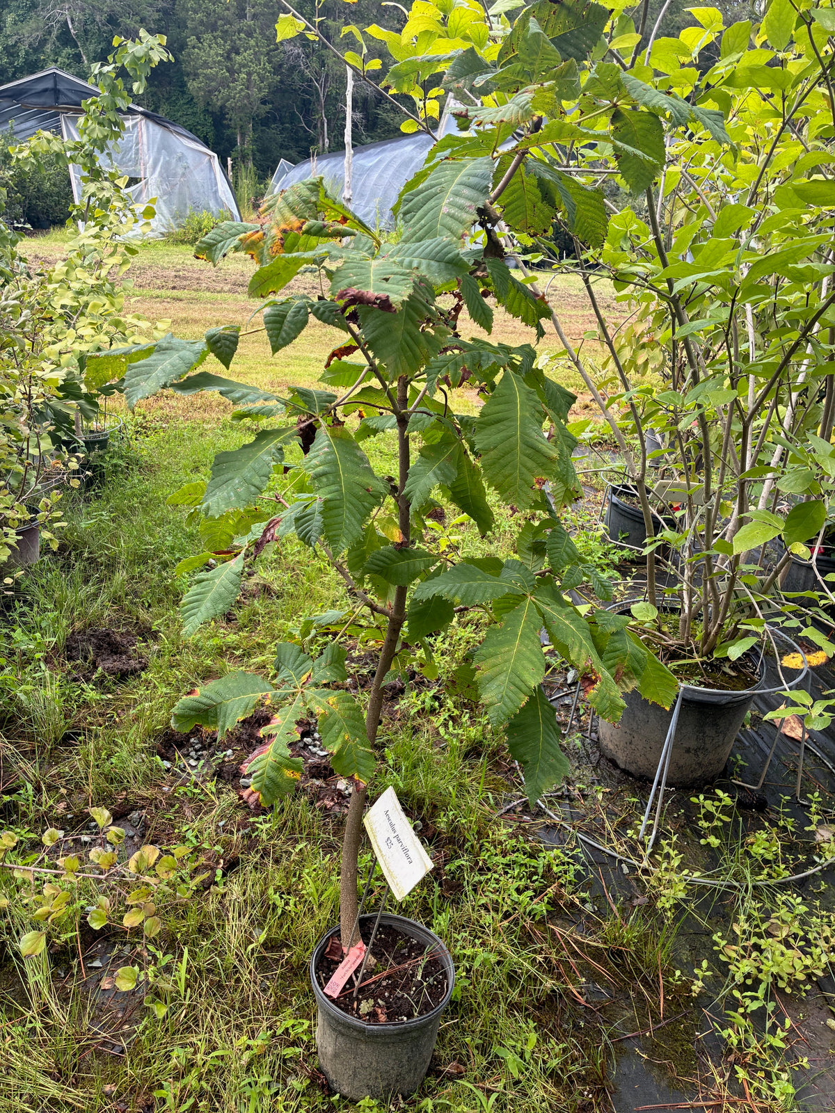 Aesculus Fort McNair seedlings