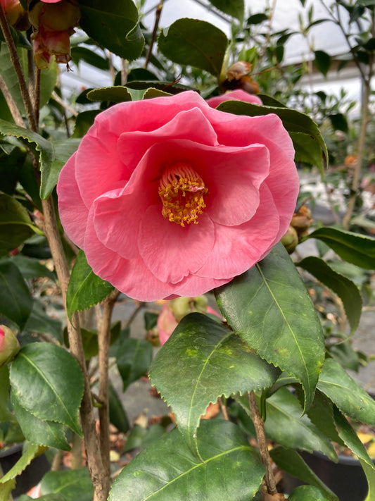 Camellia japonica 'Anna Celeste'