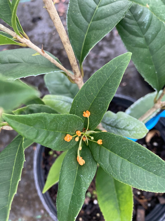 Osmanthus fragrans 'Apricot Echo'