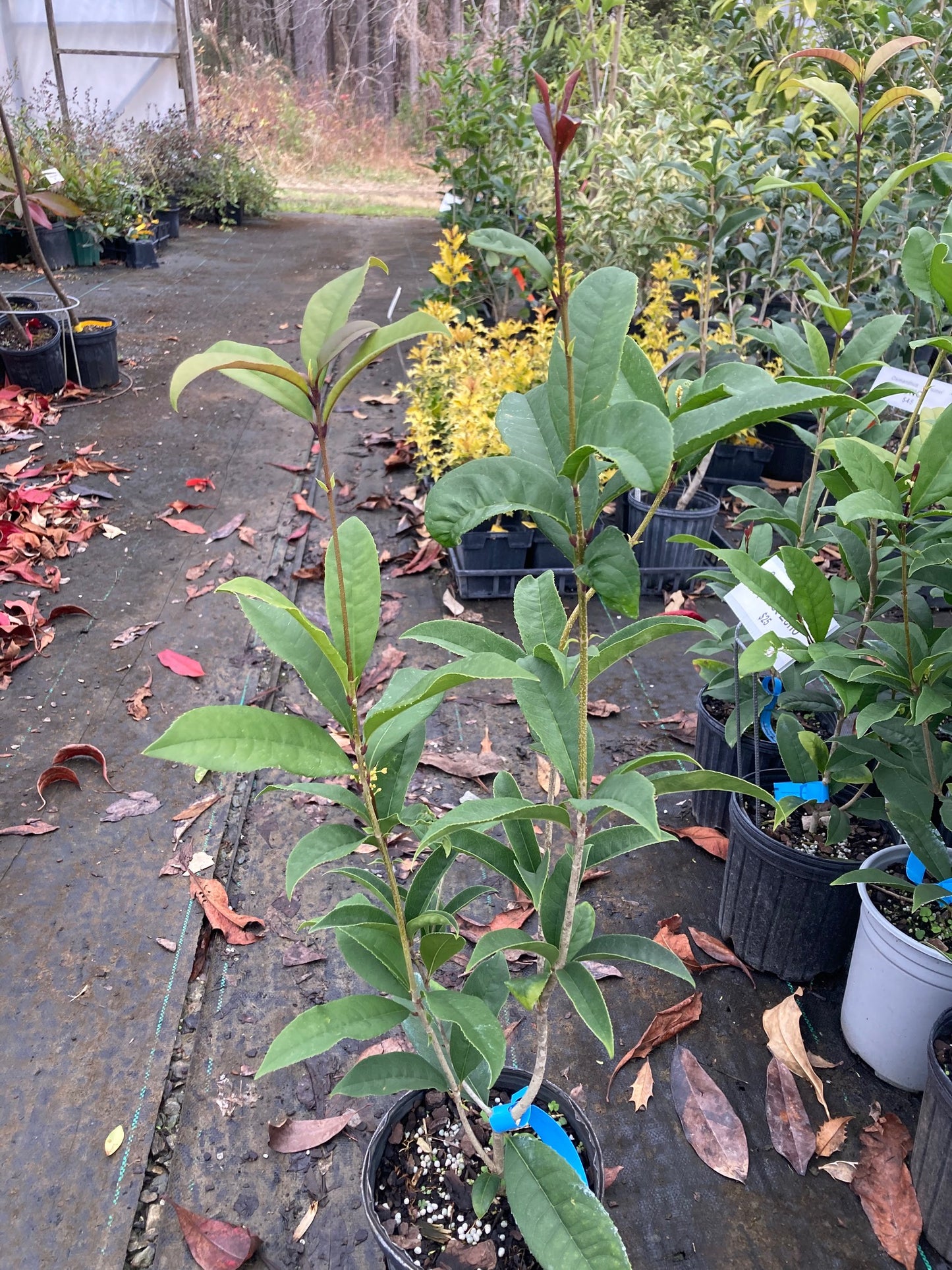 Osmanthus fragrans 'Apricot Echo'