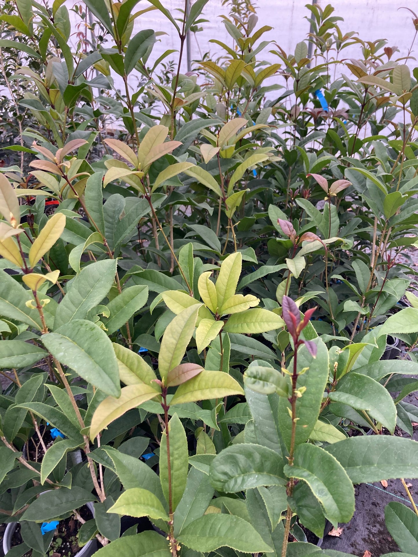 Osmanthus fragrans 'Apricot Echo'