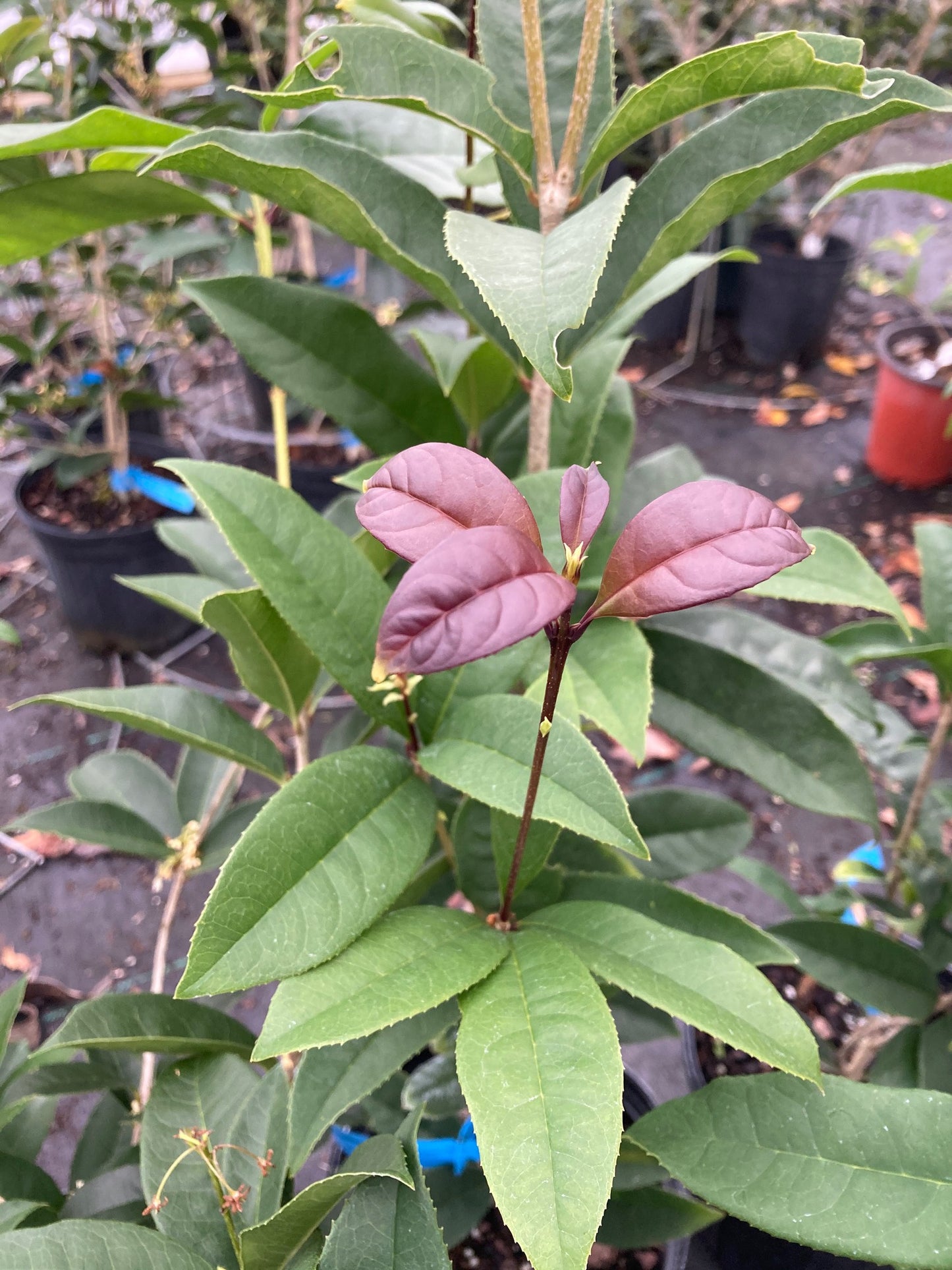 Osmanthus fragrans 'Apricot Echo'