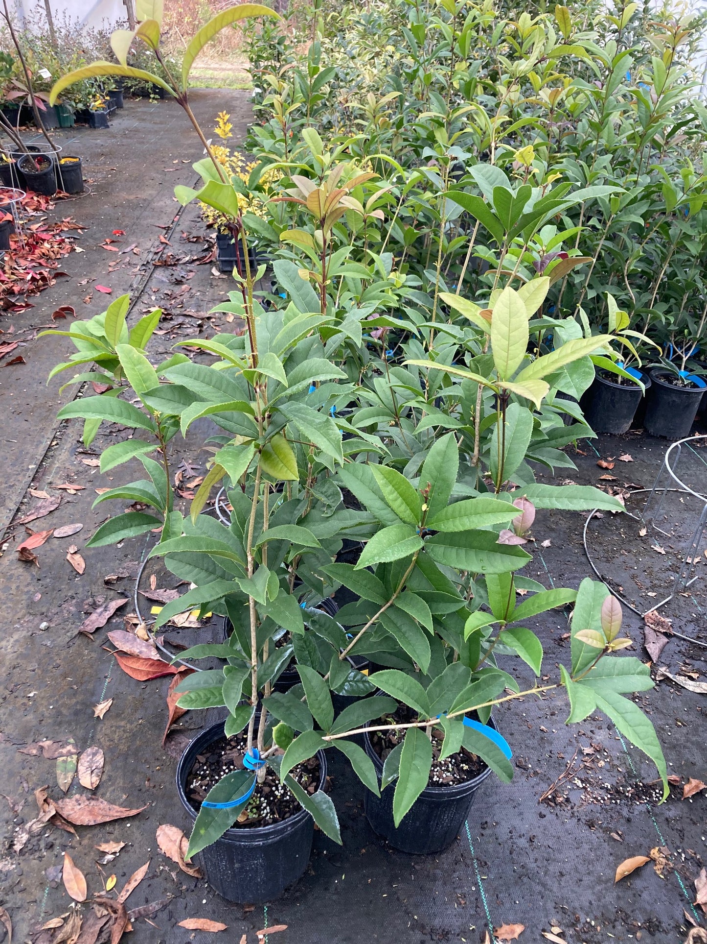Osmanthus fragrans 'Apricot Echo'