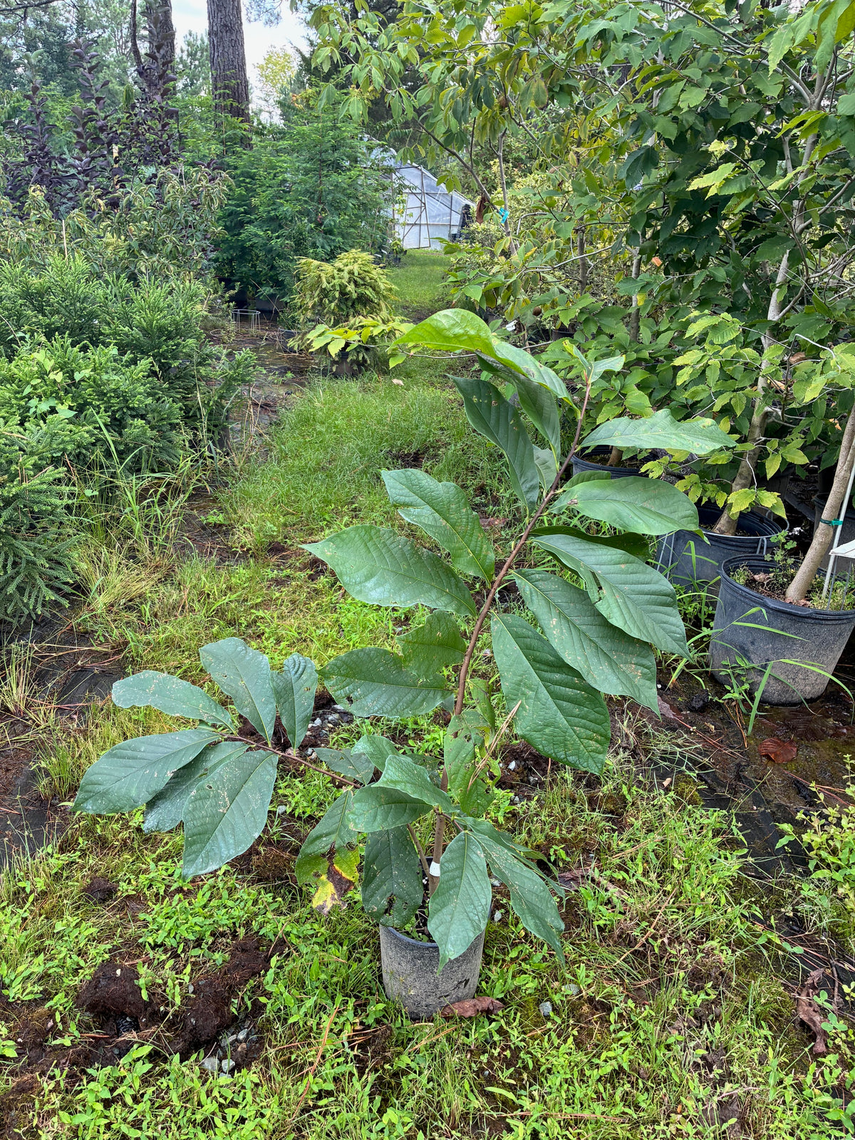 Asimina triloba, Paw Paw