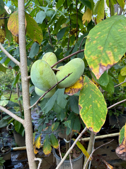 Asimina triloba, Paw Paw