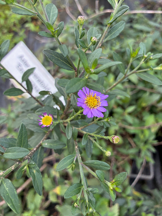 Aster ageratoides 'Ezo Murazaki'