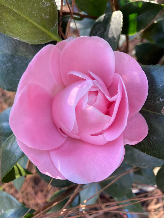 Camellia japonica 'Autumn Perfection'