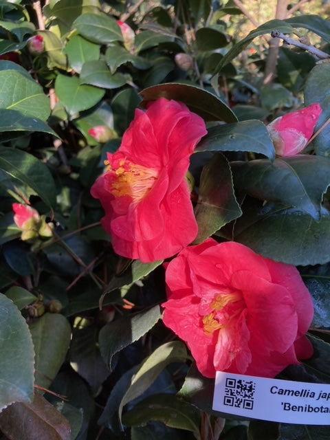 Camellia japonica 'Benibotan'