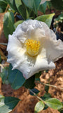 Camellia japonica 'Mrs. Bertha A. Harms Var'
