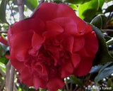 Camellia japonica 'Fire Falls'