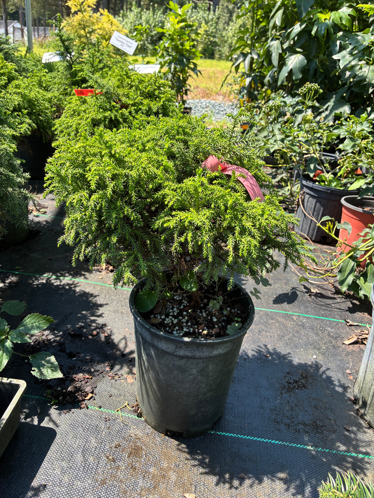 Cryptomeria japonica 'Ryoku Gyoku'