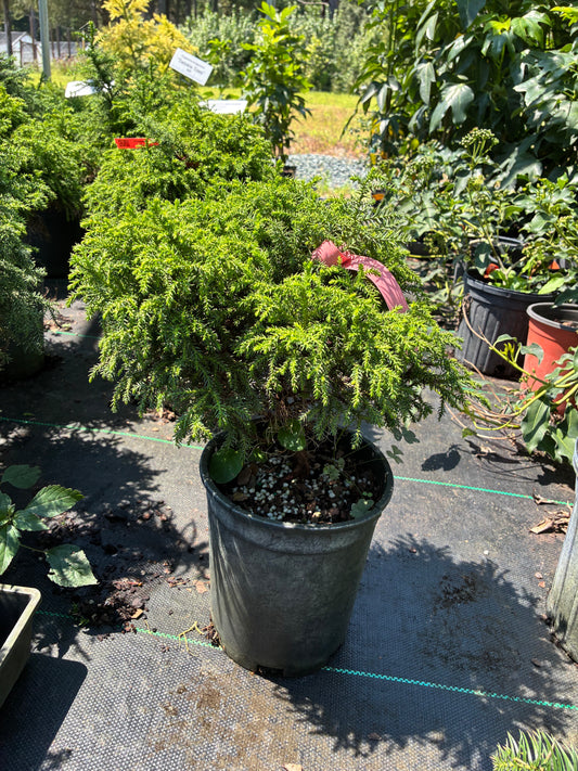 Cryptomeria japonica 'Ryoku Gyoku'