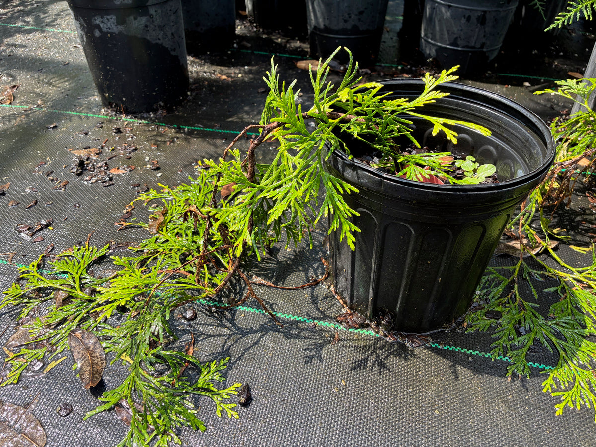 Calocedrus formosana