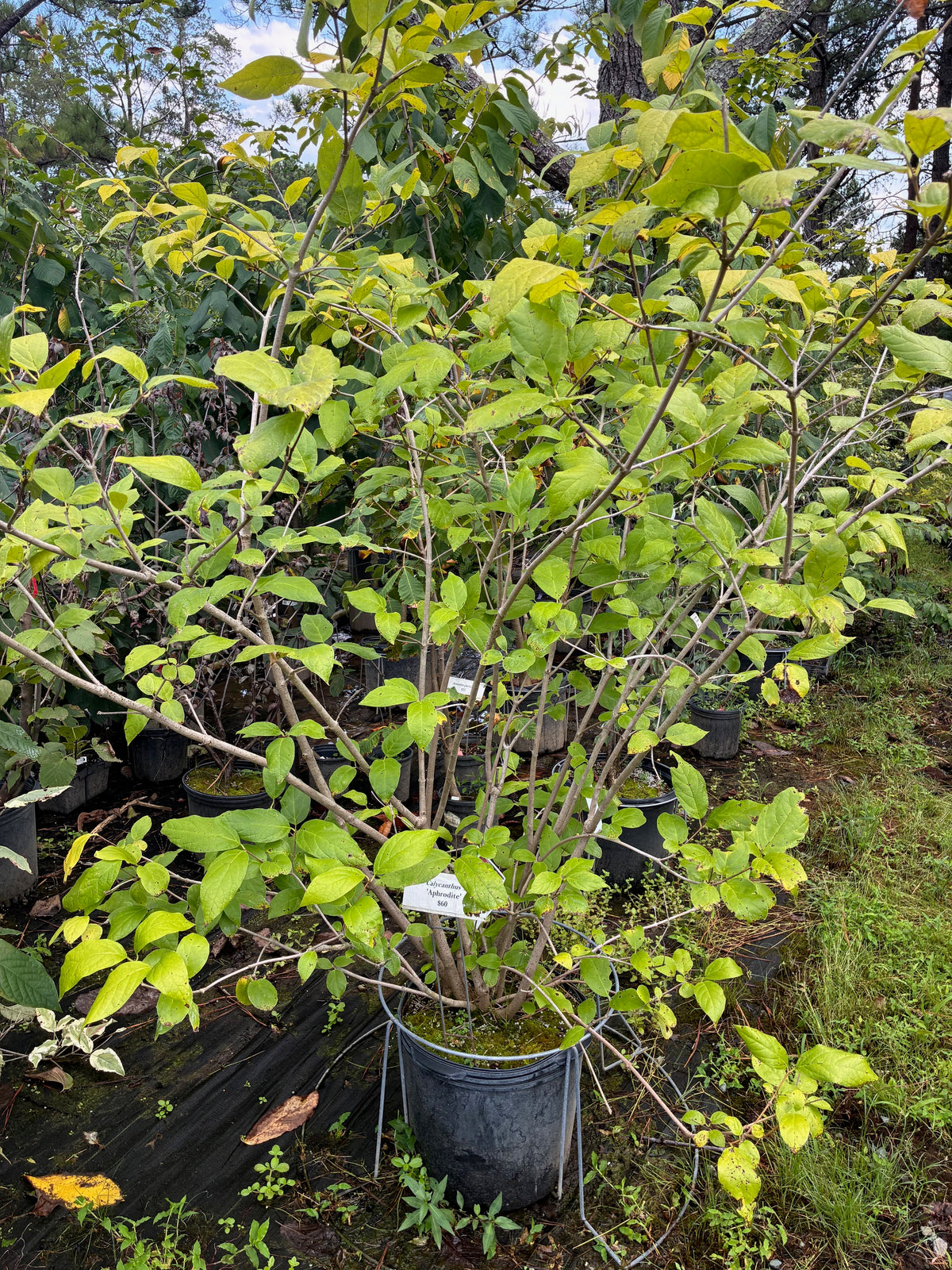 Calycanthus x 'Aphrodite'