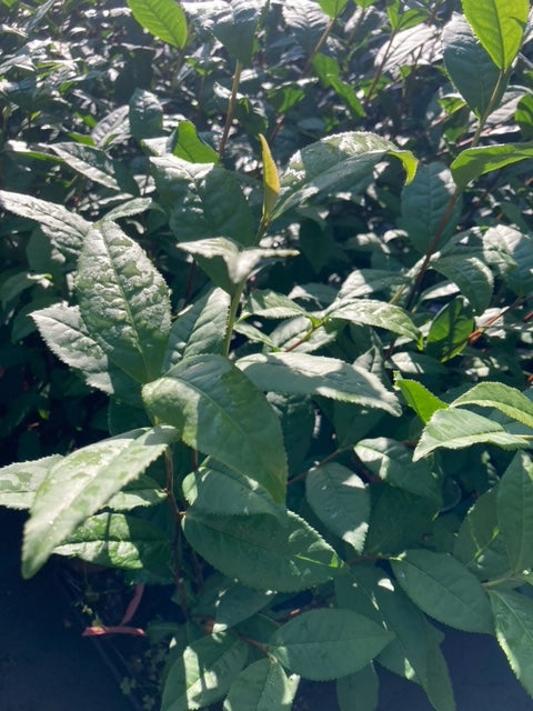 Camellia sinensis 'Jinhua Beauty'