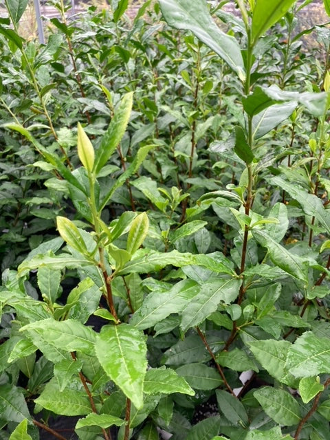 Camellia sinensis 'Yabukita'