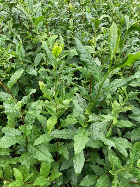 Camellia sinensis 'Yabukita'