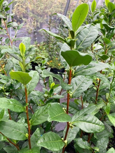 Camellia sinensis 'Yutaka Midori'