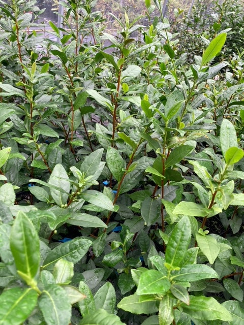 Camellia sinensis 'Yutaka Midori'