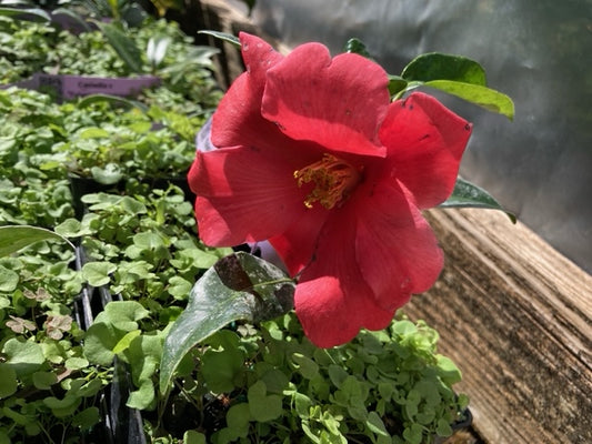 Camellia 'Mrs. Yulan's Summer Dream'