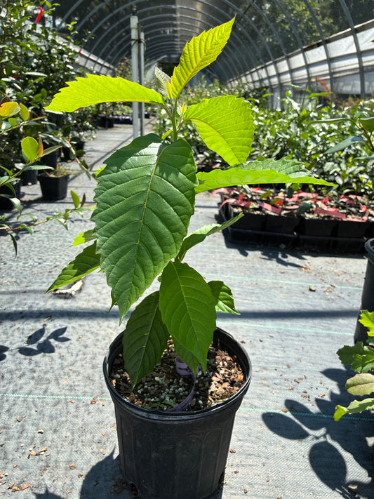 Camptotheca acuminata