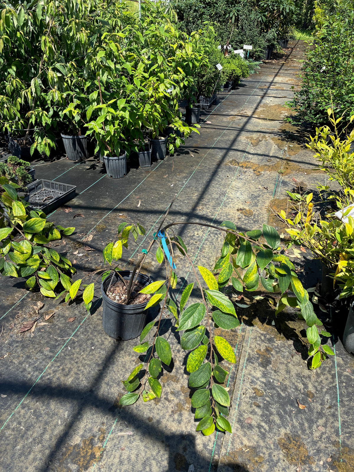 Celtis sinensis 'Green Cascade'