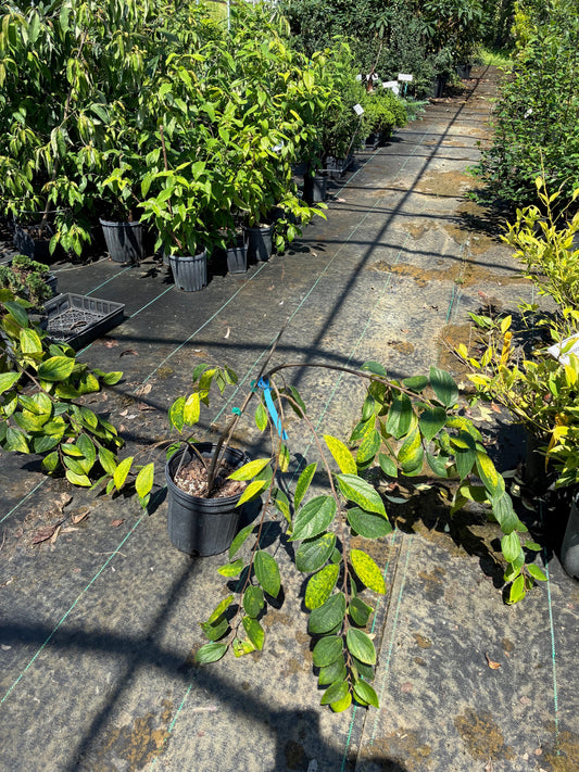 Celtis sinensis 'Green Cascade'