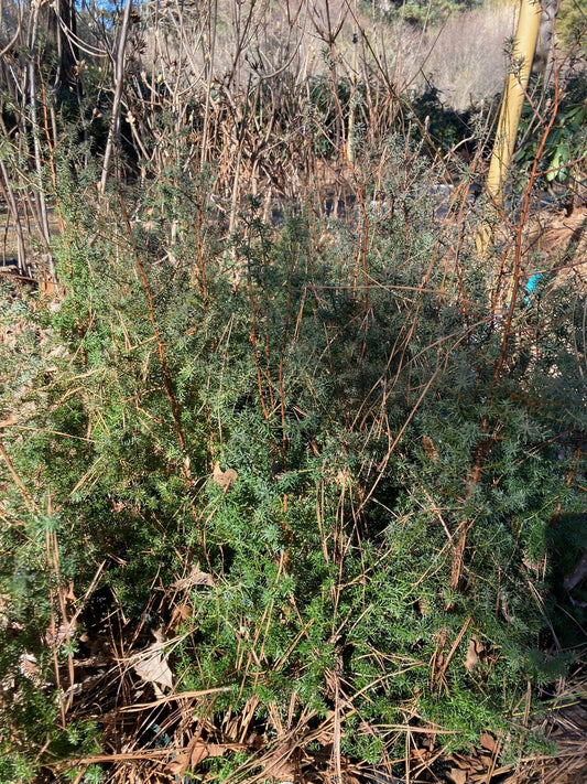 Chamaecyparis thyoides 'Red Velvet', Red Velvet White Cedar