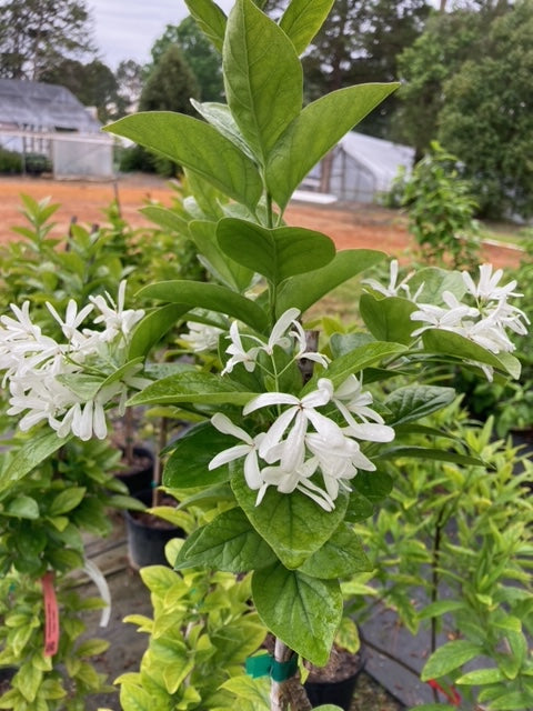 Chionanthus retusus 'Tokyo Tower'