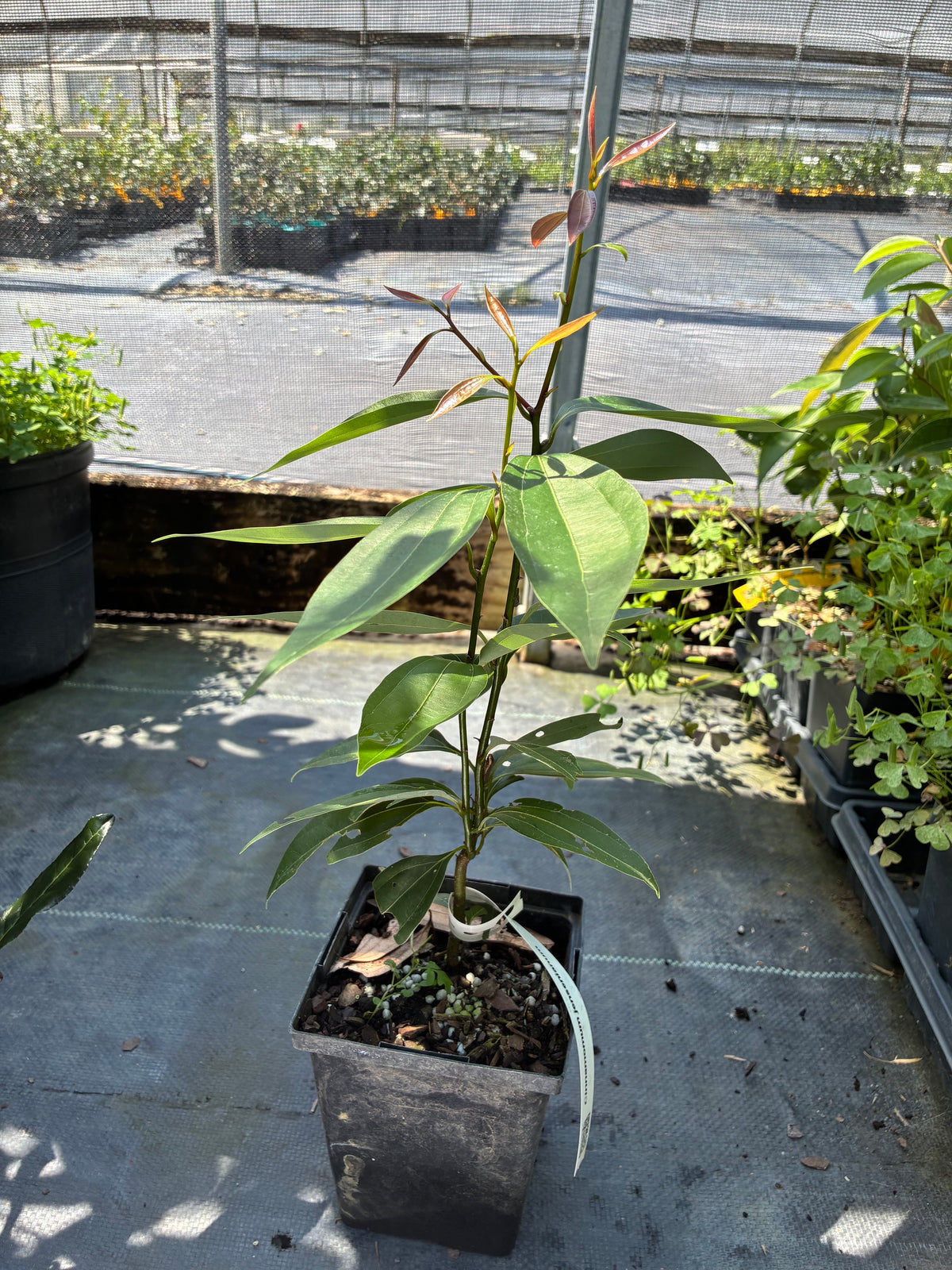 Cinnamomum jensenianum