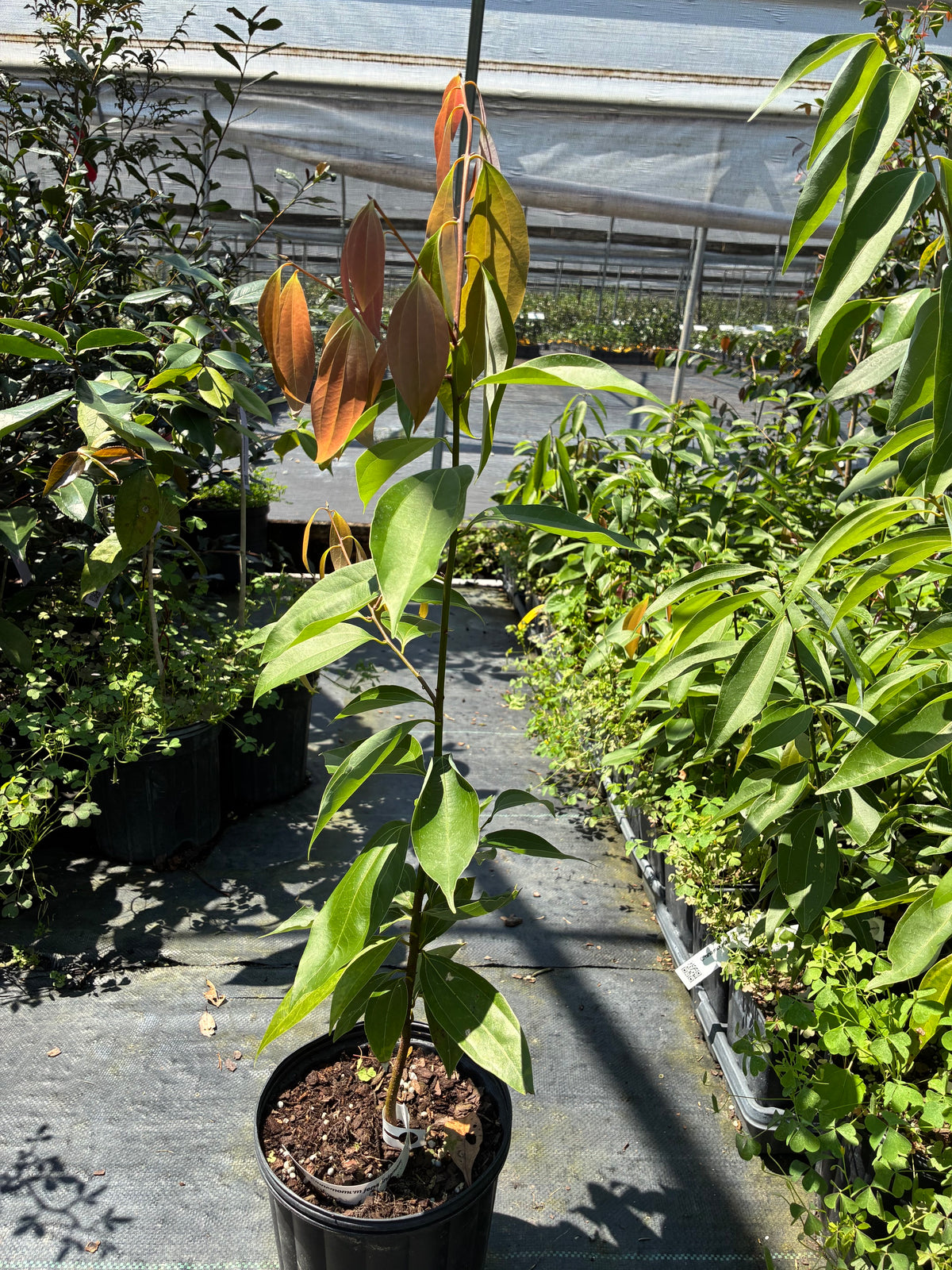 Cinnamomum jensenianum