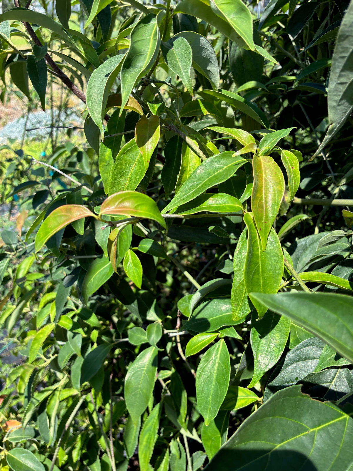 Cornus elliptica, Evergreen dogwood