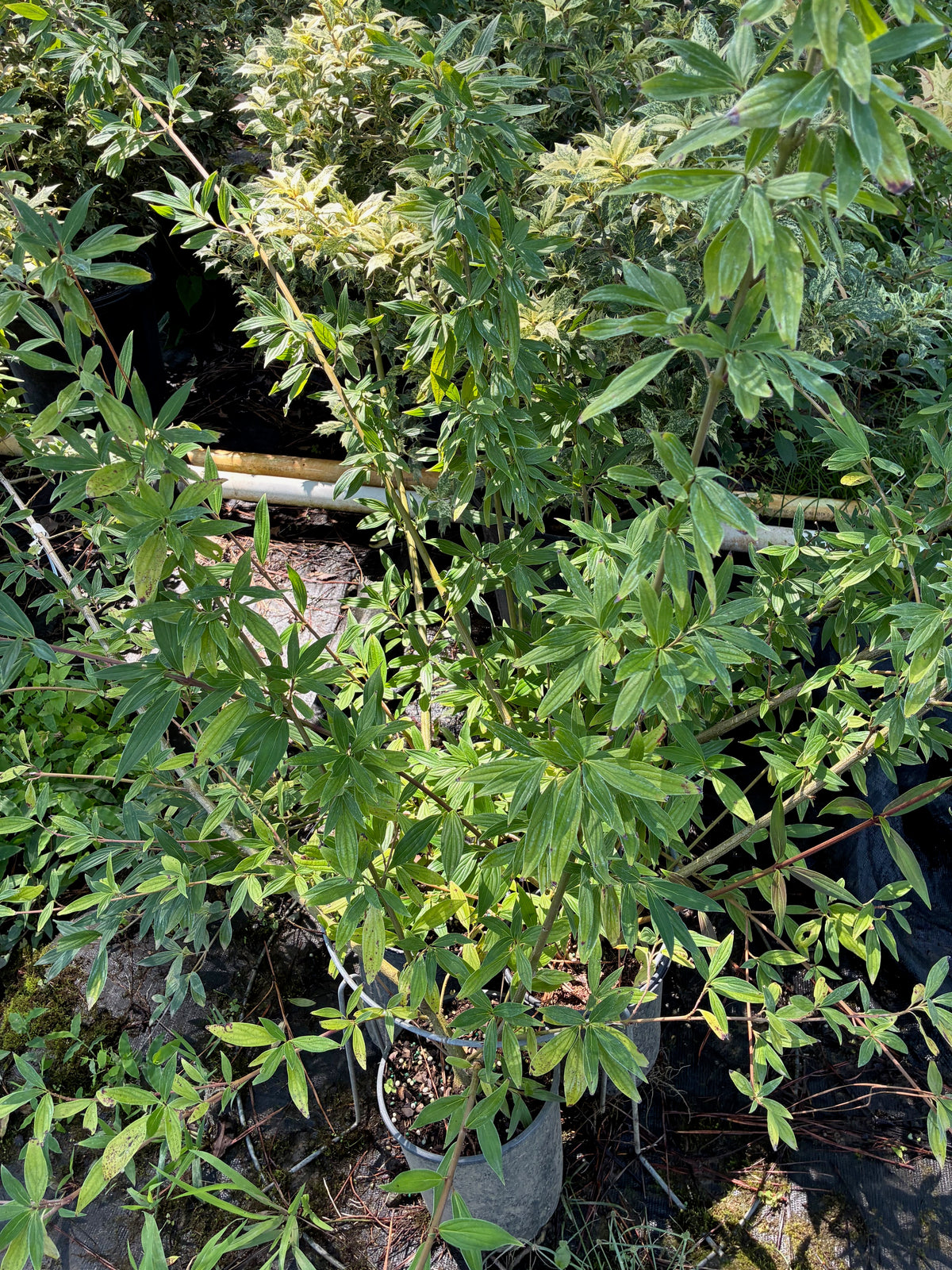 Cornus quinquenervis