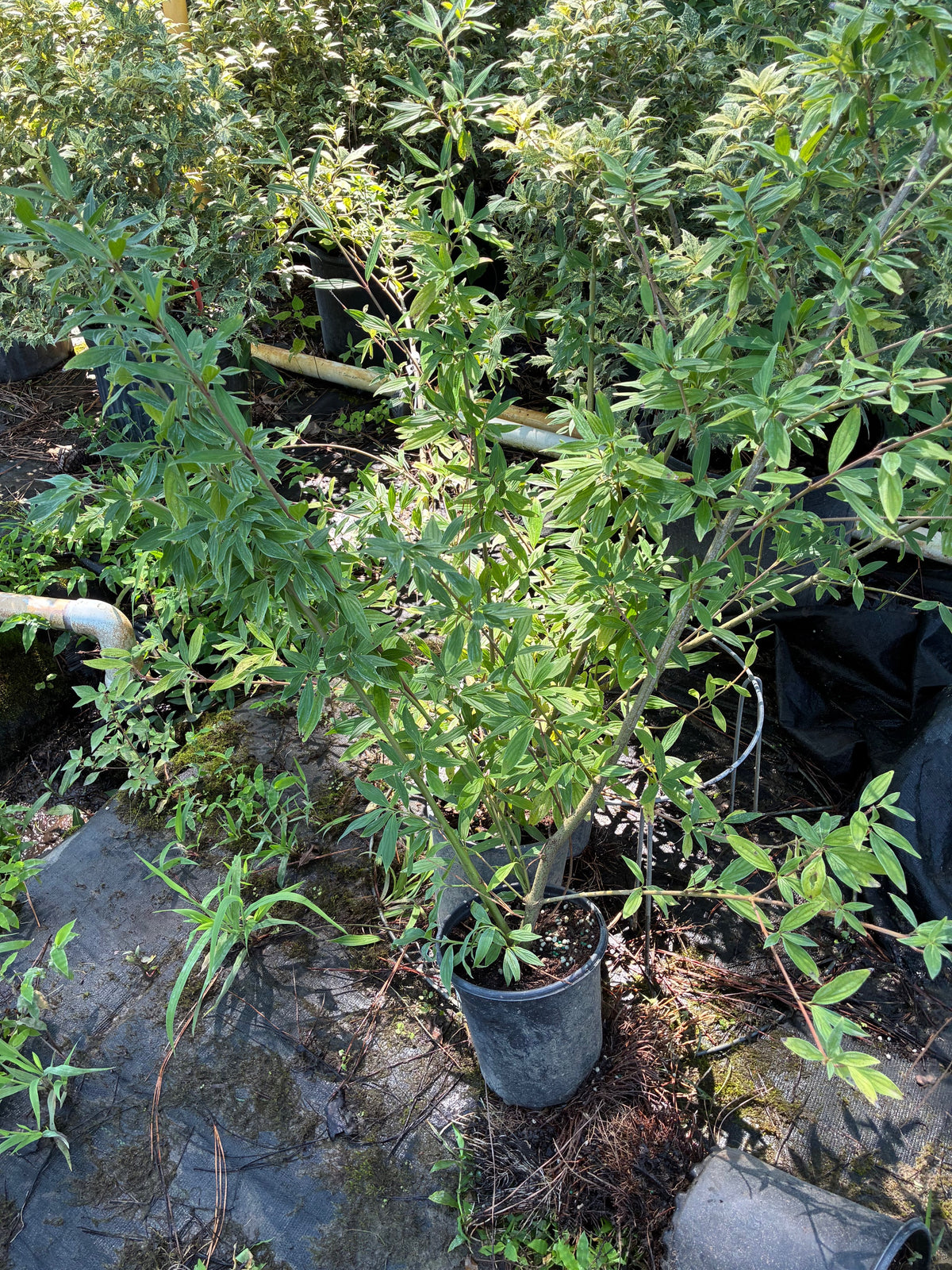 Cornus quinquenervis