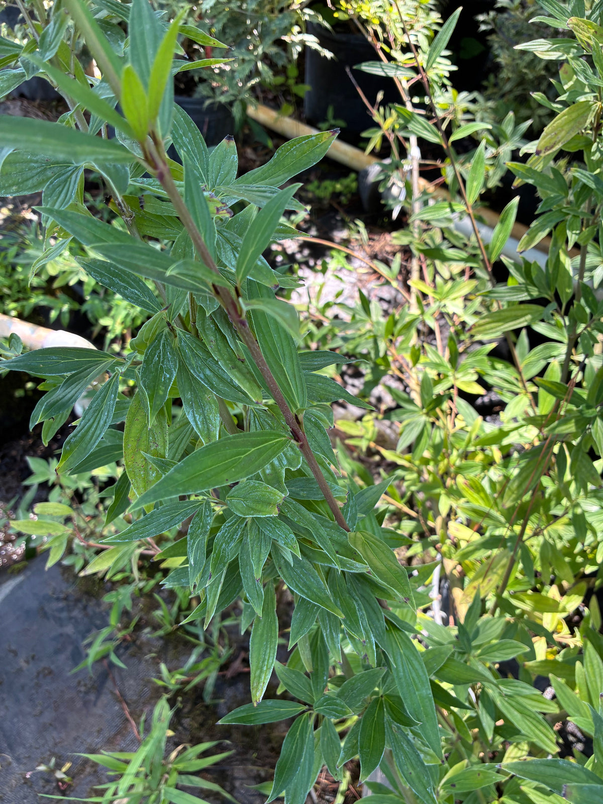 Cornus quinquenervis