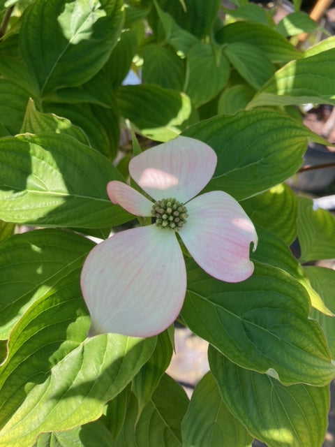 Cornus x 'Rutgan', Dogwood  Stellar Pink ®