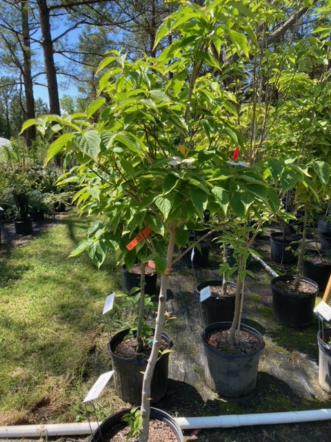 Cornus x 'Rutgan', Dogwood  Stellar Pink ®