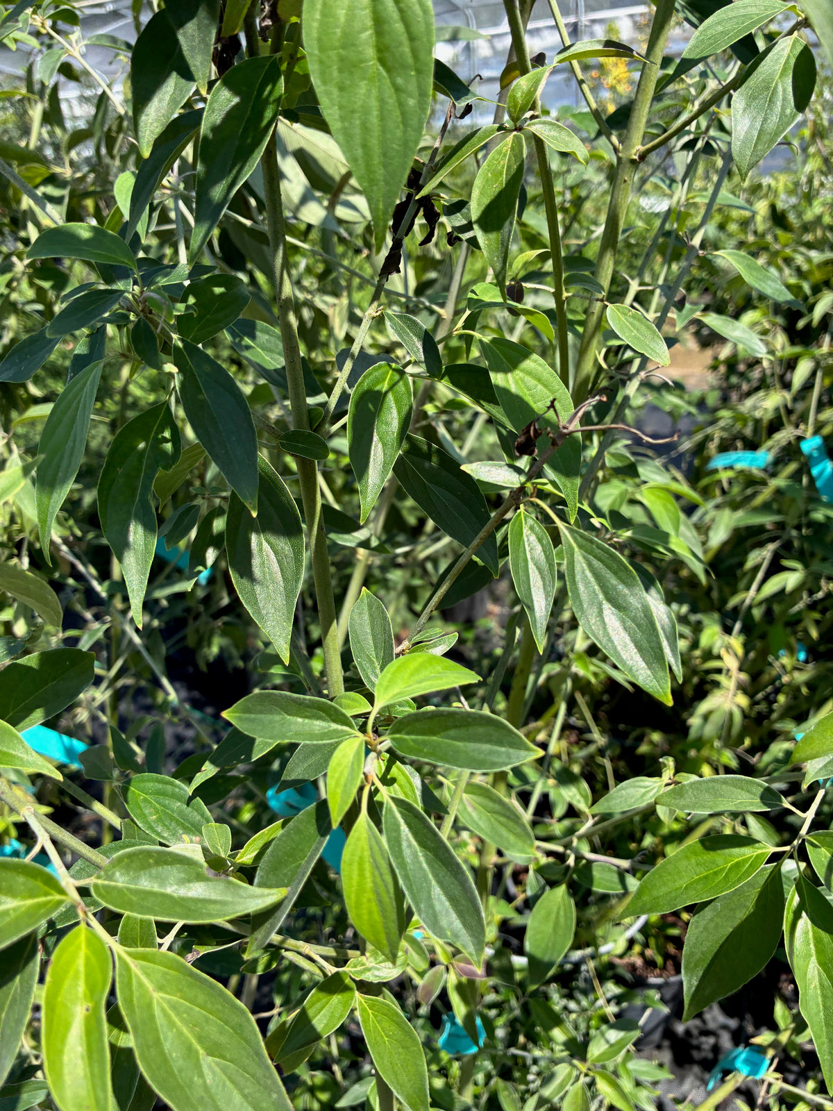 Cornus wilsoniana